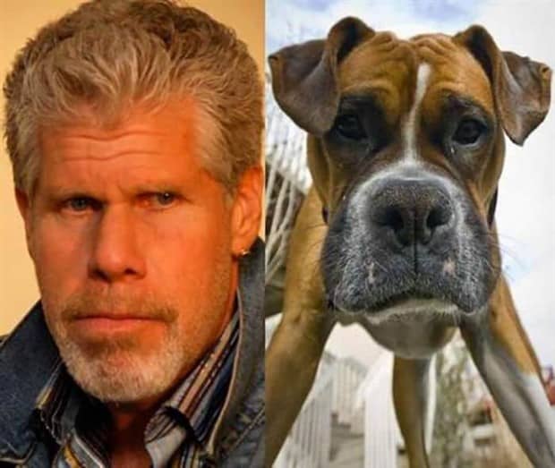 30 Dogs That Resemble Something Else (30 photos)