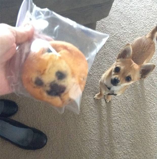 30 Dogs That Resemble Something Else (30 photos)