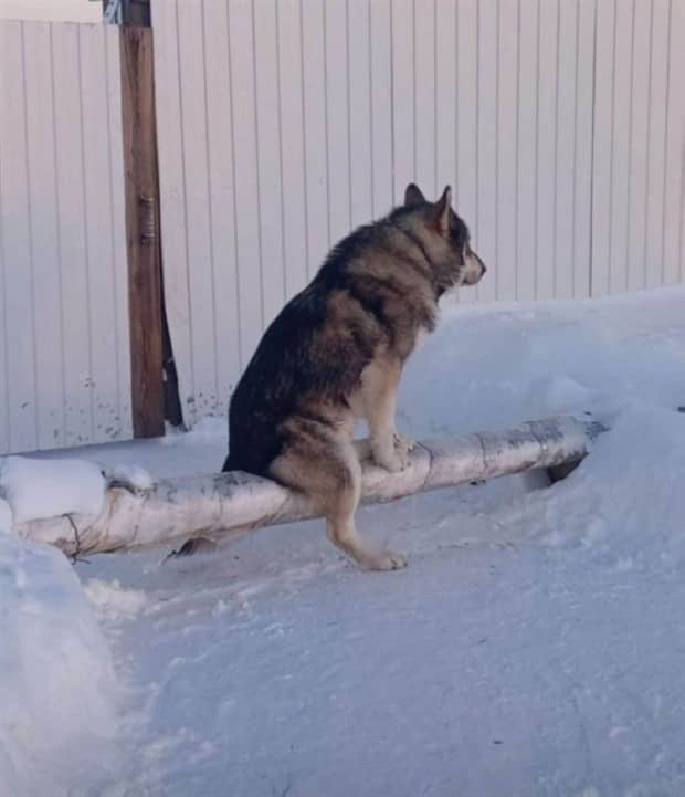 funny animals 1 1 Get Ready for Funny Animals #416 (23 photos)