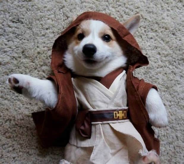 funny animals 10 Get Ready for Funny Animals #415 (25 photos)