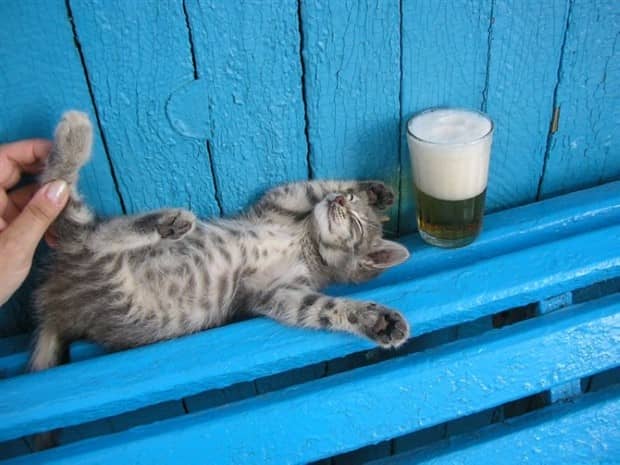 funny animals 11 1 Get Ready for Funny Animals #416 (23 photos)