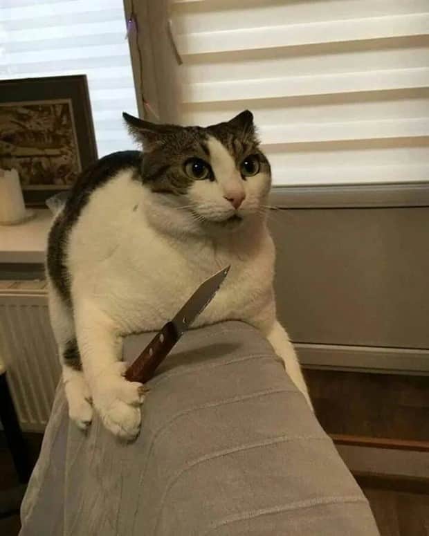 funny animals 11 Get Ready for Funny Animals #415 (25 photos)