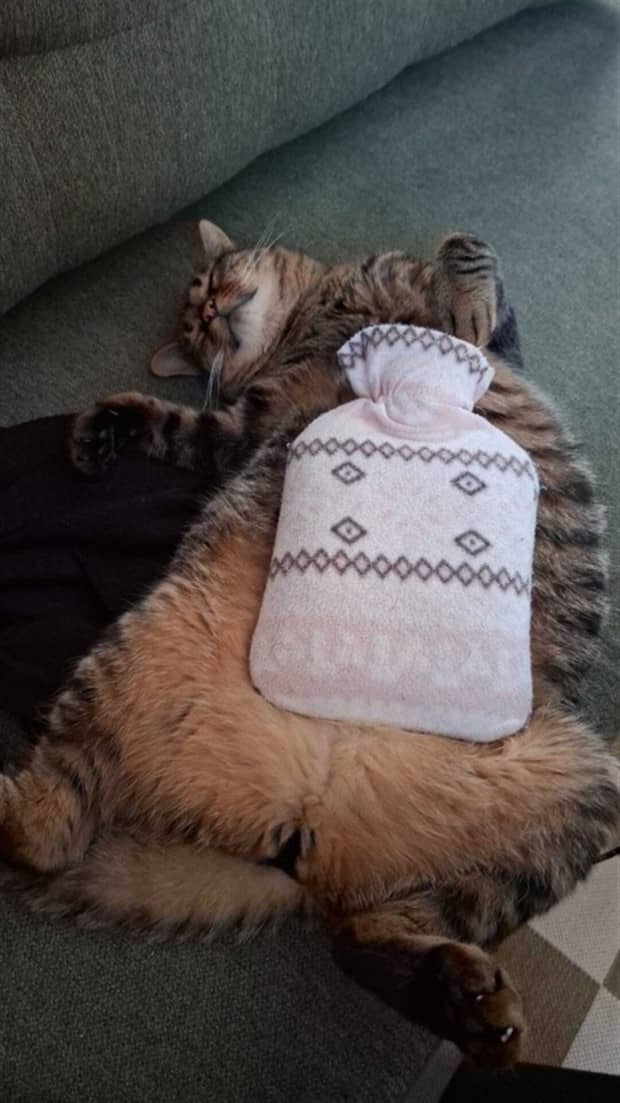 funny animals 12 1 Get Ready for Funny Animals #416 (23 photos)