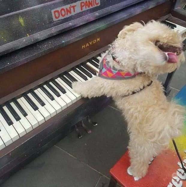 Get Ready for Funny Animals #418 (20 photos)