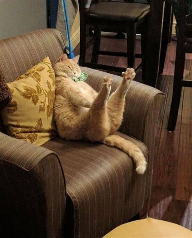 funny animals 15 1 Get Ready for Funny Animals #416 (23 photos)