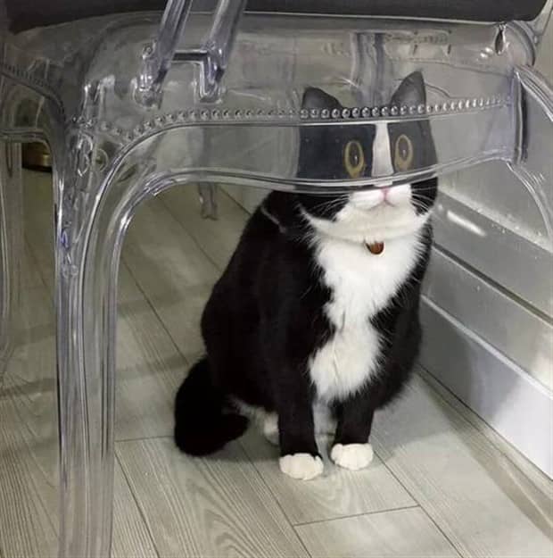 funny animals 17 1 Get Ready for Funny Animals #416 (23 photos)