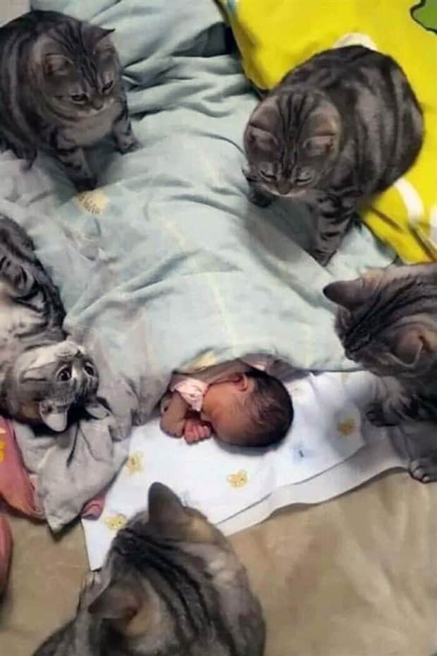 funny animals 17 Get Ready for Funny Animals #415 (25 photos)