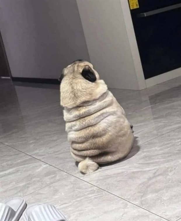 funny animals 18 1 Get Ready for Funny Animals #416 (23 photos)