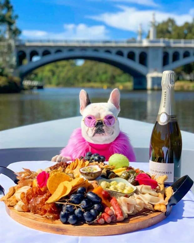funny animals 19 2 Get Ready for Funny Animals #417 (22 photos)