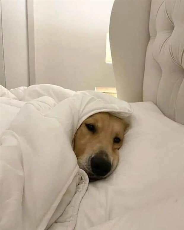 funny animals 19 Get Ready for Funny Animals #415 (25 photos)