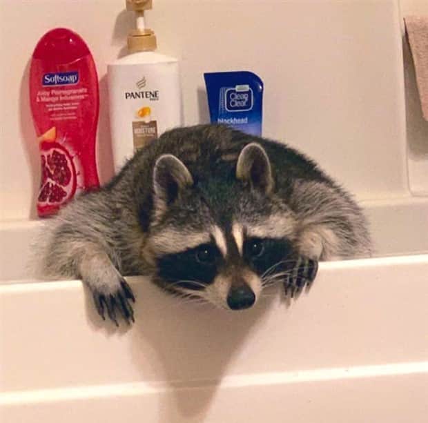 funny animals 2 Get Ready for Funny Animals #415 (25 photos)