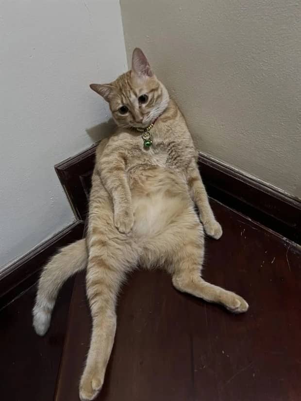 funny animals 20 1 Get Ready for Funny Animals #416 (23 photos)