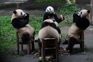 Get Ready for Funny Animals #417 (22 photos)