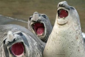 Get Ready for Funny Animals #416 (23 photos)