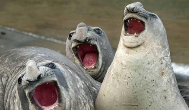 funny animals 22 1 Get Ready for Funny Animals #416 (23 photos)