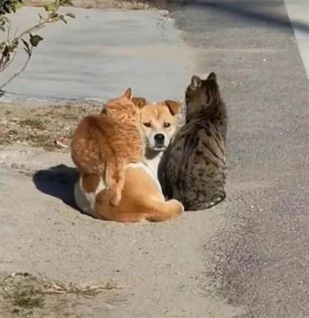 funny animals 22 Get Ready for Funny Animals #415 (25 photos)