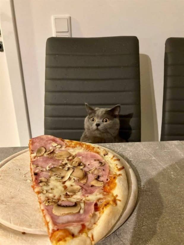 funny animals 3 1 Get Ready for Funny Animals #416 (23 photos)