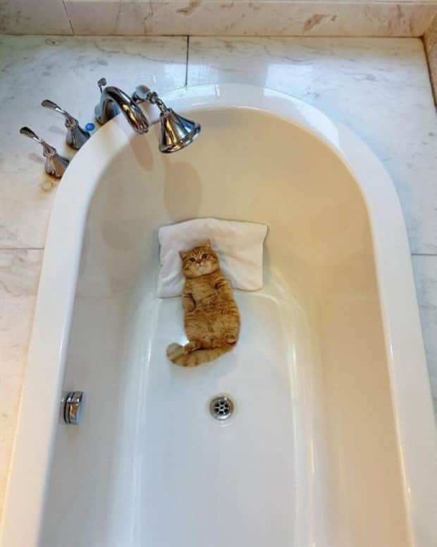 funny animals 4 Get Ready for Funny Animals #415 (25 photos)