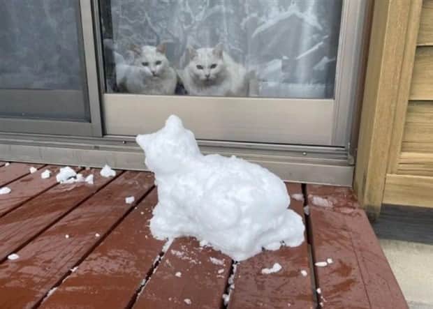 funny animals 5 Get Ready for Funny Animals #415 (25 photos)