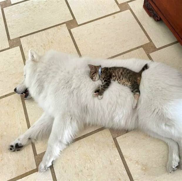 funny animals 6 2 Get Ready for Funny Animals #417 (22 photos)