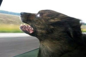 Get Ready for Funny Animals #415 (25 photos)