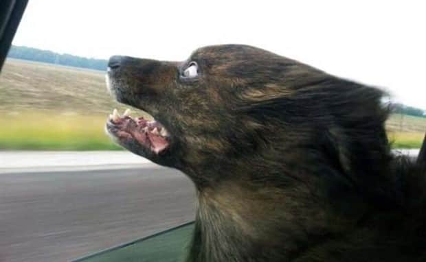 funny animals 6 Get Ready for Funny Animals #415 (25 photos)