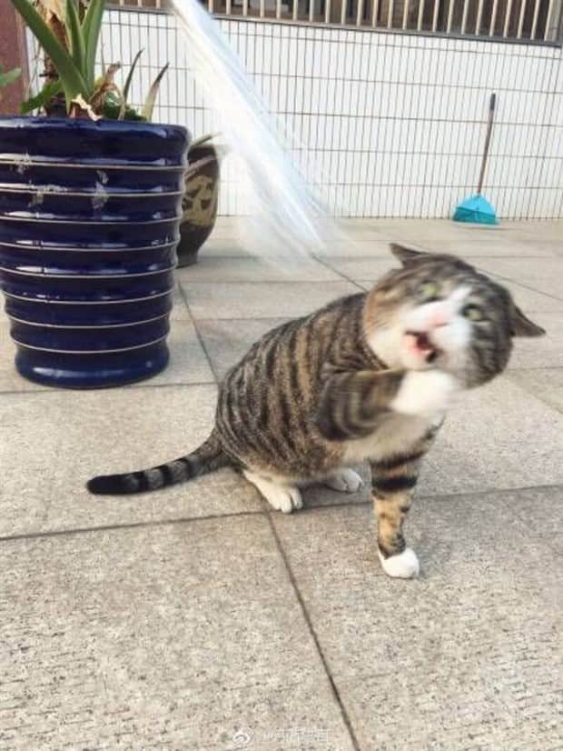 funny animals 7 Get Ready for Funny Animals #415 (25 photos)