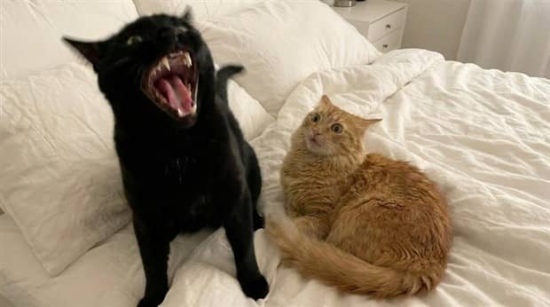 funny animals 8 1 Get Ready for Funny Animals #416 (23 photos)