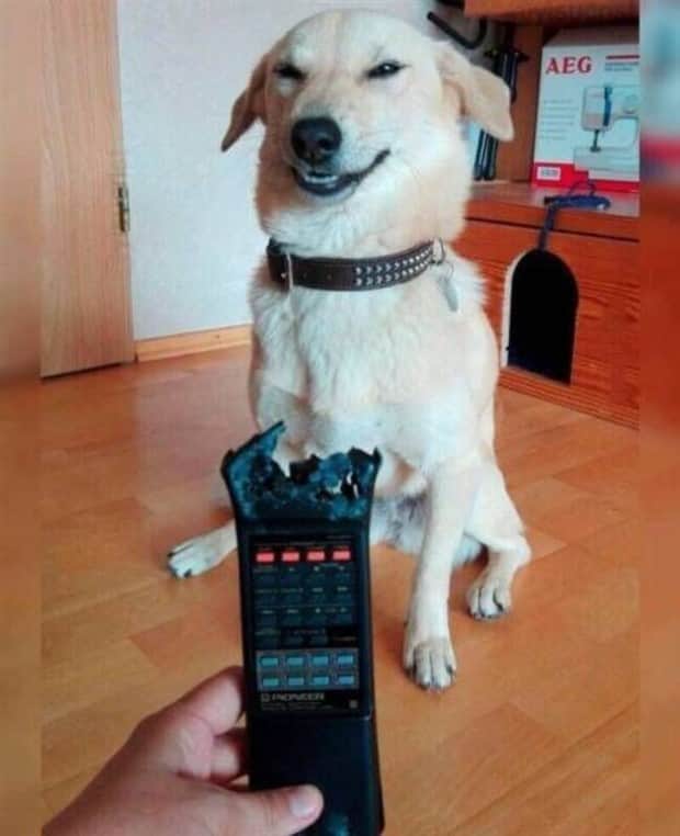 funny animals 8 Get Ready for Funny Animals #415 (25 photos)