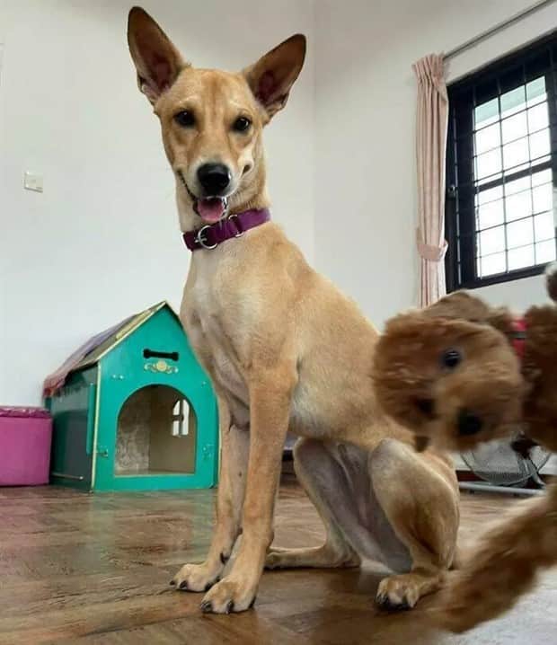 Sneaky Animals Owning Every Snapshot (22 photos)