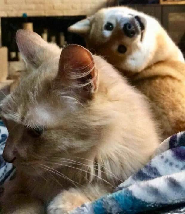 Sneaky Animals Owning Every Snapshot (22 photos)