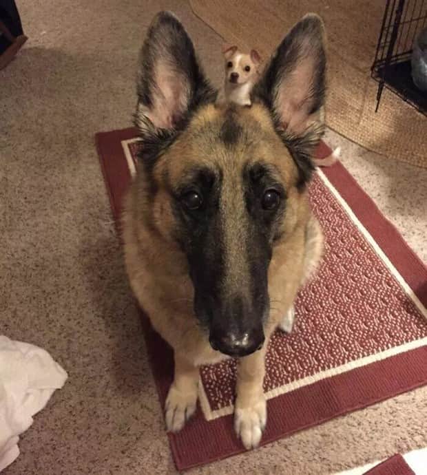 Sneaky Animals Owning Every Snapshot (22 photos)