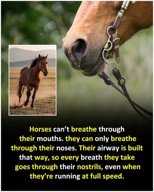 Cool and Interesting Facts #462 (22 photos)