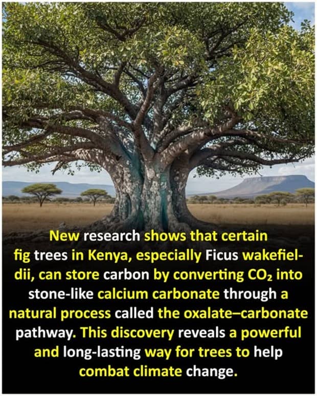 interesting facts 17 Cool and Interesting Facts #459 (24 photos)