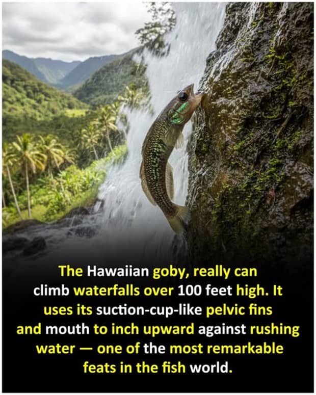 interesting facts 19 Cool and Interesting Facts #459 (24 photos)