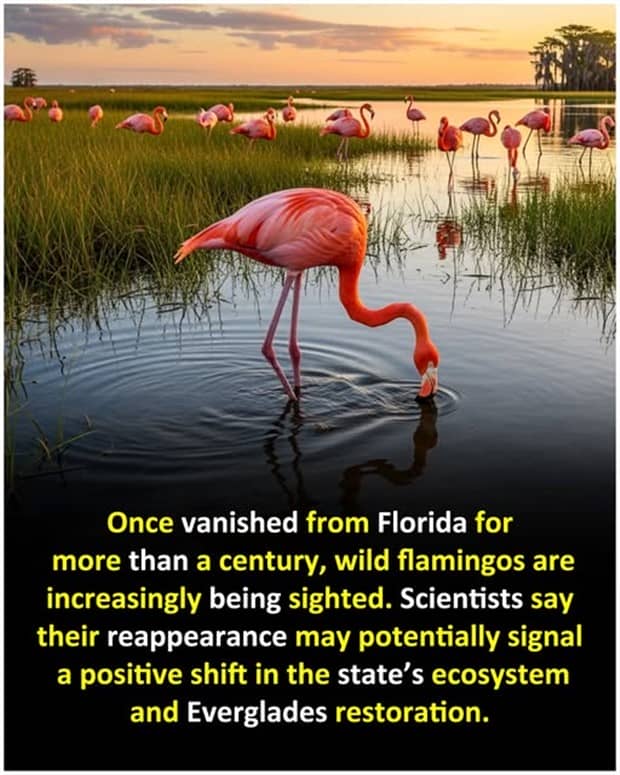 interesting facts 20 Cool and Interesting Facts #459 (24 photos)