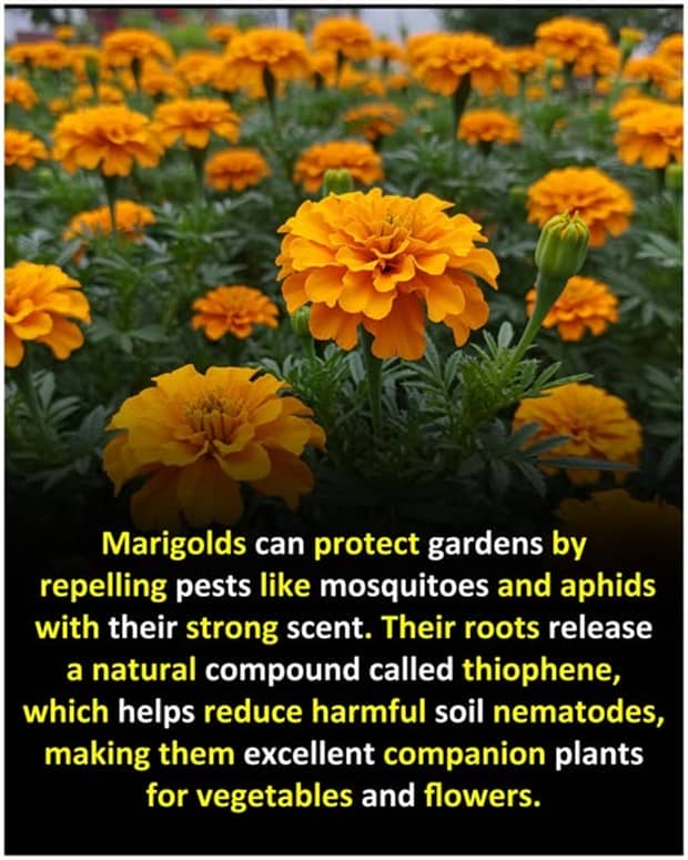 interesting facts 3 Cool and Interesting Facts #459 (24 photos)