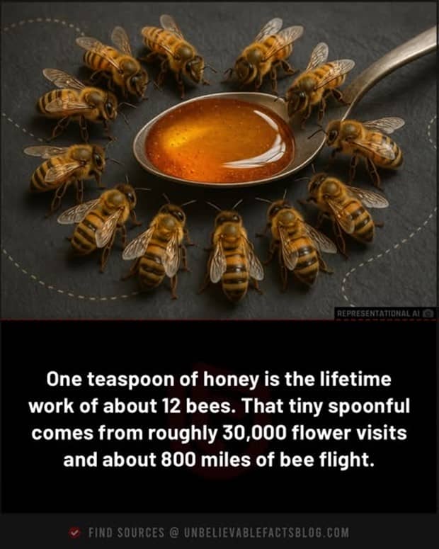 interesting facts 4 Cool and Interesting Facts #459 (24 photos)