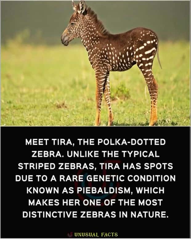 Cool and Interesting Facts #462 (22 photos)