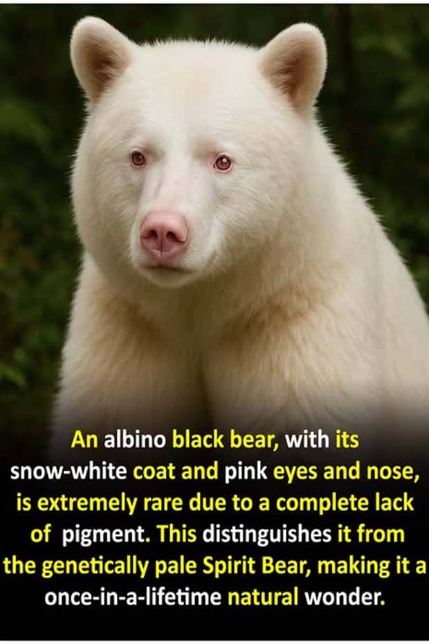 interesting facts and trivia 11 Cool and Interesting Facts #461 (21 photos)