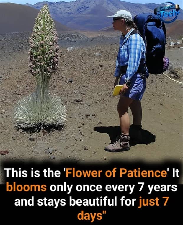 interesting facts and trivia 19 Cool and Interesting Facts #461 (21 photos)