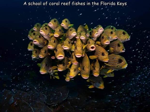 pictures with captions 13 Interesting Pictures with Captions #184 (15 photos)