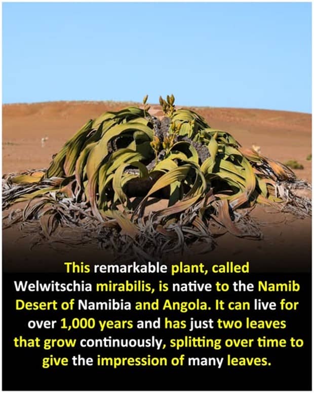 random facts 1 Cool and Interesting Facts #460 (19 photos)