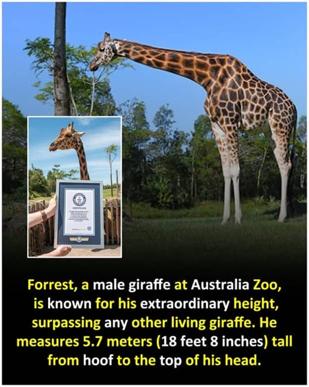 random facts 3 Cool and Interesting Facts #460 (19 photos)
