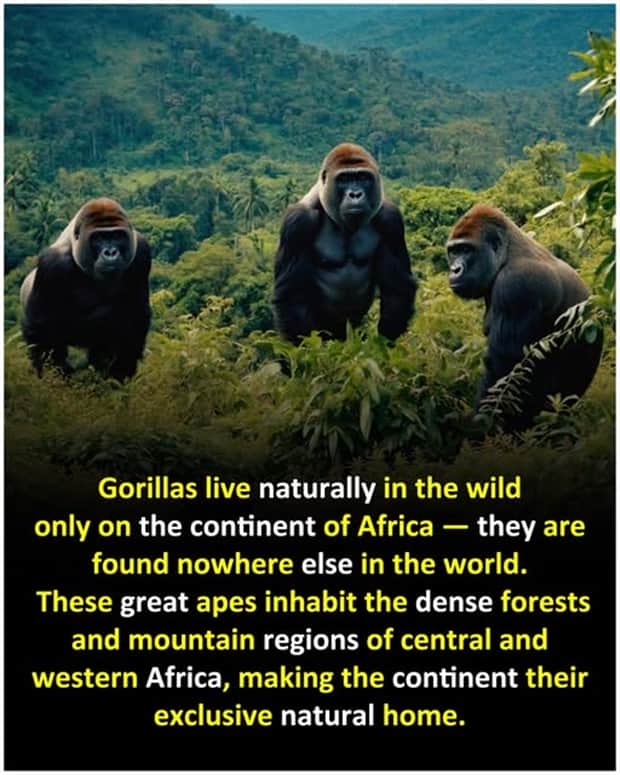 Cool and Interesting Facts #458 (23 photos)