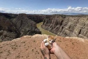 30 Tiny Kittens Surrounded by a Giant World (30 photos)