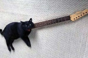 Cool Picture Parade DCCCXCIV