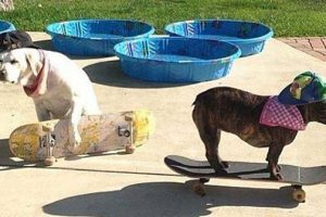 Cool Picture Parade DCCCXCV