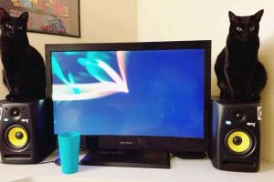 Cool Picture Parade DCCCXCVII