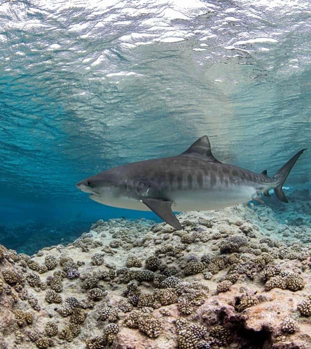 Awesome Pictures You Shouldn’t Miss #186 (24 photos)